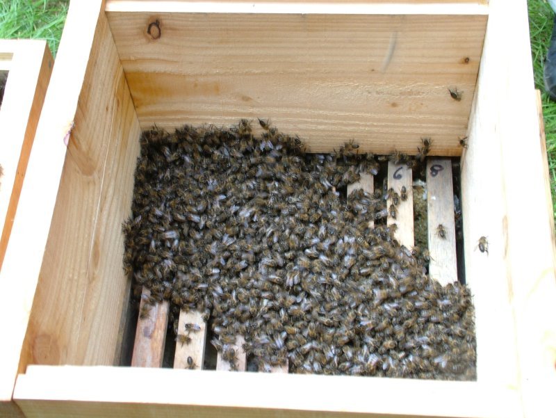 abersoch_first_bees_hived.jpg (98147 bytes)