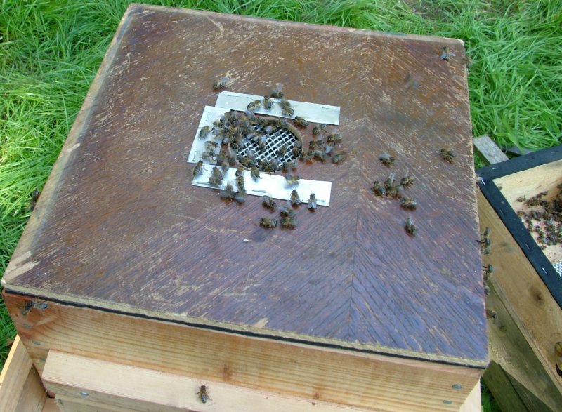 llanfrothen_gf_bees_on_vac_vent.jpg (125767 bytes)