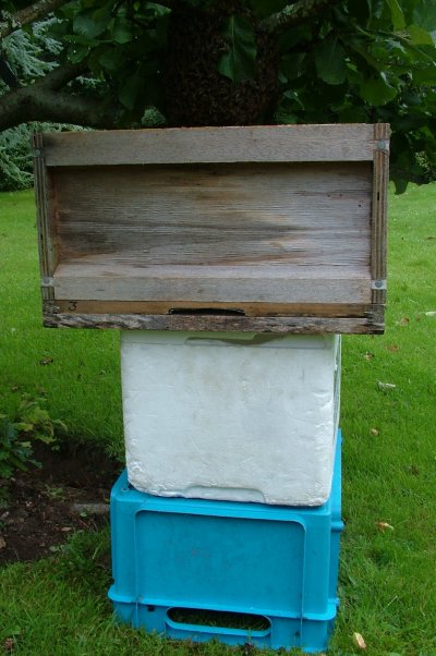 swarm_aug09_over_hive.jpg (55960 bytes)