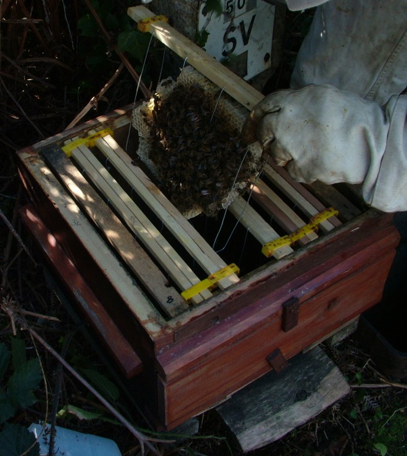 valvechamber_beecomb_entering_hive.jpg (126983 bytes)