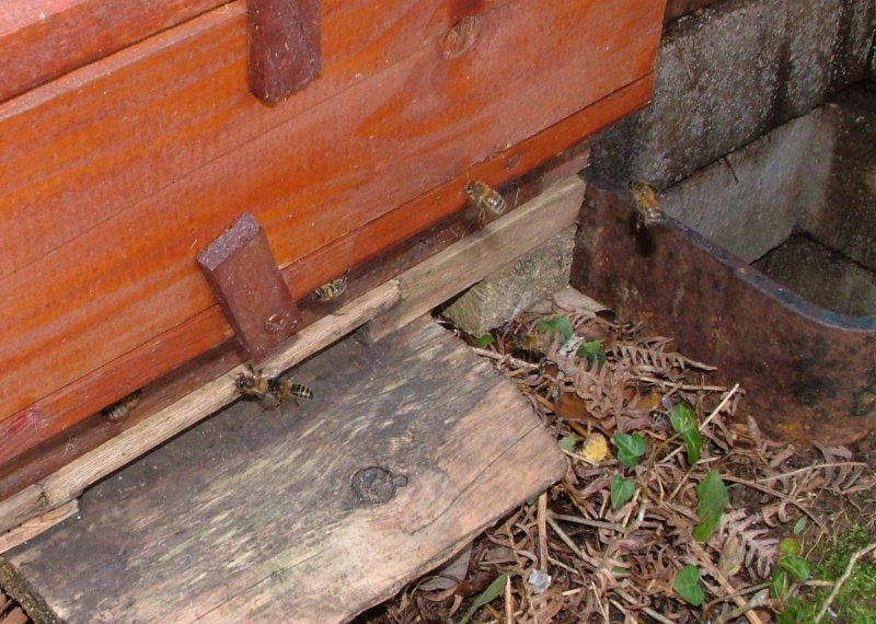 valvechamber_bees_entering_hive.jpg (115630 bytes)