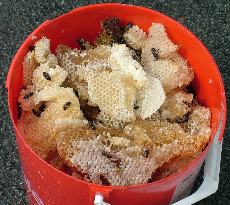 yg_honeycomb.jpg (168252 bytes)