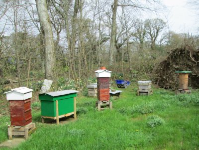 lazutin_apiary.jpg (41490 bytes)