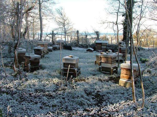 apiary_eira_close.jpg (118909 bytes)