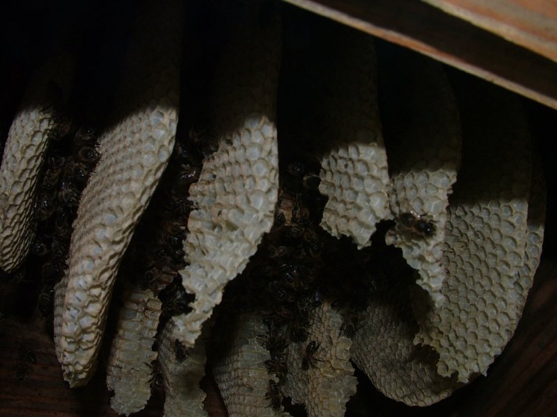 chewed_comb_w11_left_view.jpg (74003 bytes)