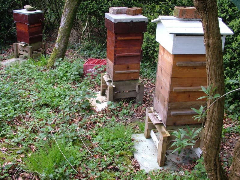 garden_apiary_170409.jpg (190124 bytes)