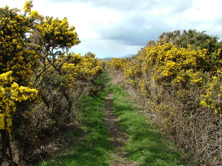 gorse.jpg (153036 bytes)