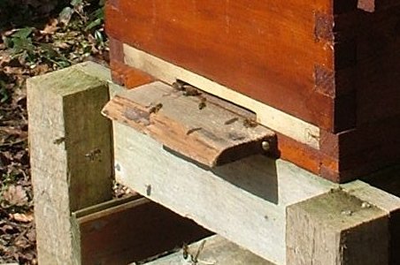 hive_lowered_close.jpg (36073 bytes)