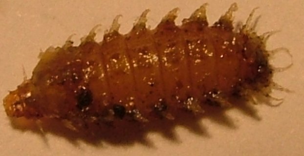 larva.jpg (28158 bytes)