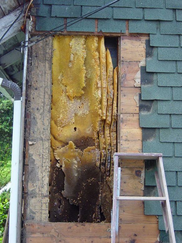 natural_comb_cavity_wall2.jpg (135775 bytes)