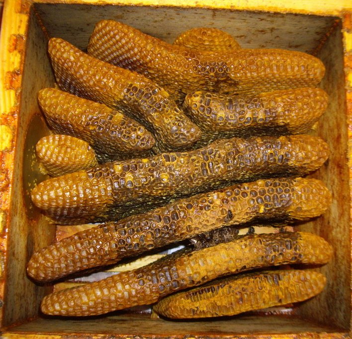natural_comb_ham_warre_under.jpg (160570 bytes)