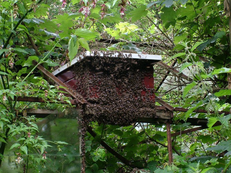 swarm220609_buildingup.jpg (185100 bytes)