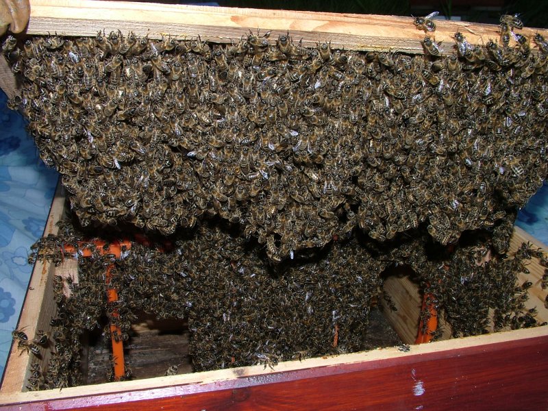 swarm220609_in_bait_hive.jpg (190598 bytes)