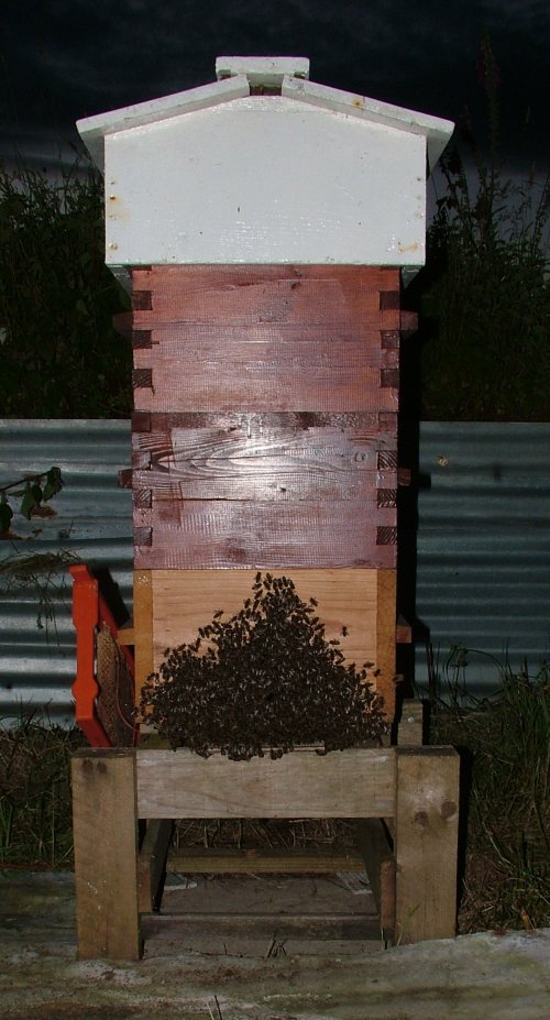 swarm220609_stragglers_on_front_of_hive.jpg (96847 bytes)