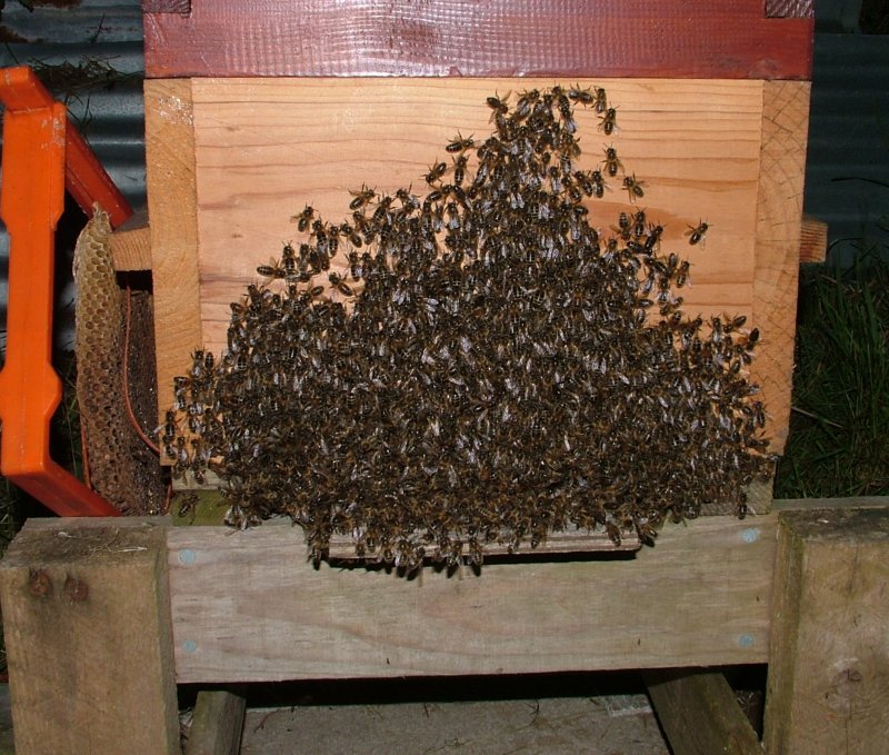 swarm220609_stragglers_on_front_of_hive_close.jpg (146030 bytes)